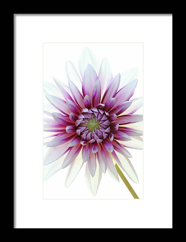 White Background Framed Print featuring the photograph Dahlia by Brianhaslam