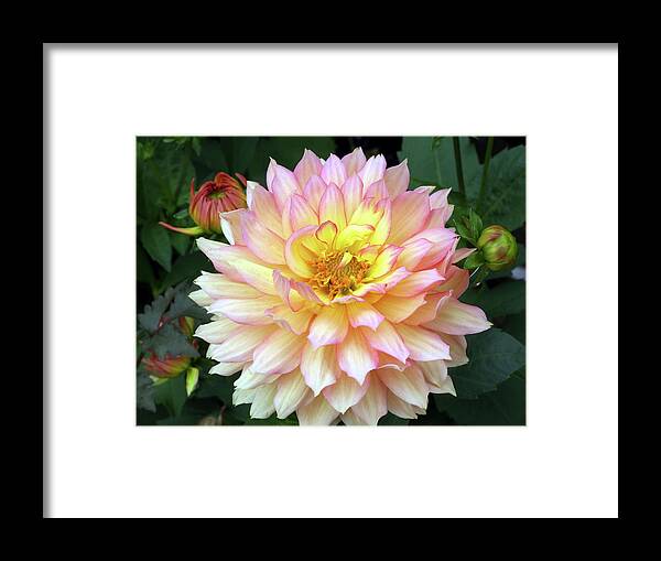 'nature Art' Framed Print featuring the photograph Dahlia 'nature Art' by Ian Gowland/science Photo Library