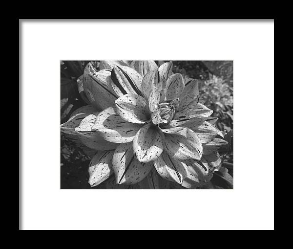 Dalhia Framed Print featuring the photograph Dahlia by Paulo Leal