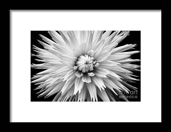 Dahlia Framed Print featuring the photograph Dahlia White Lace by Tim Gainey