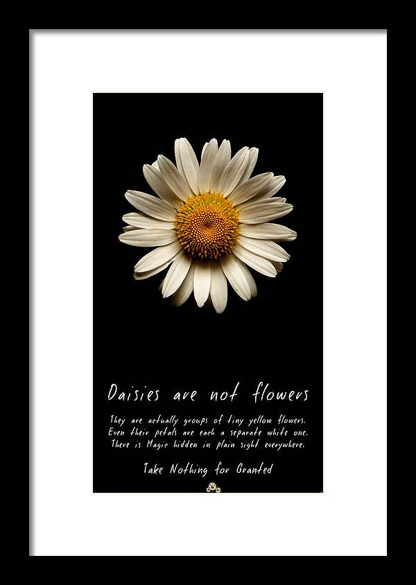 Daisies Are Not Flowers Framed Print featuring the photograph Daisies are not flowers by Weston Westmoreland