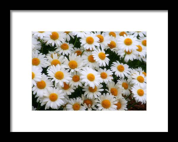 Nature Framed Print featuring the photograph Daisies Daisies by Kay Novy
