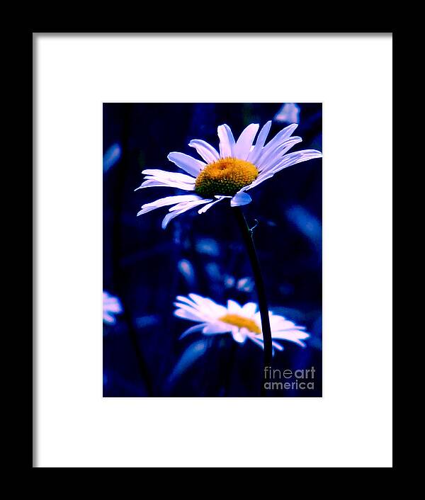 Nature Framed Print featuring the photograph Daisies In The Blue Realm by Rory Siegel