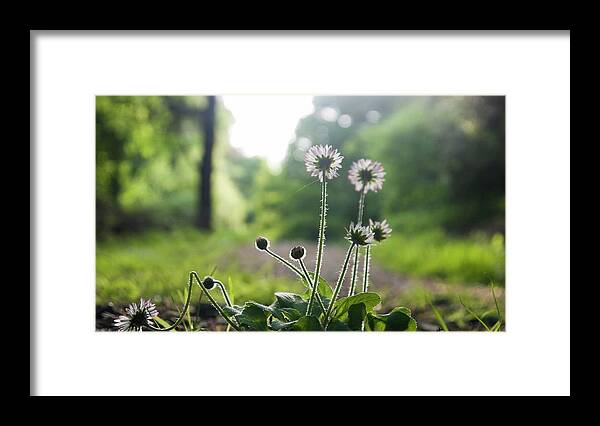 Outdoors Framed Print featuring the photograph Daisies In The Evening Sunlight by Leverstock