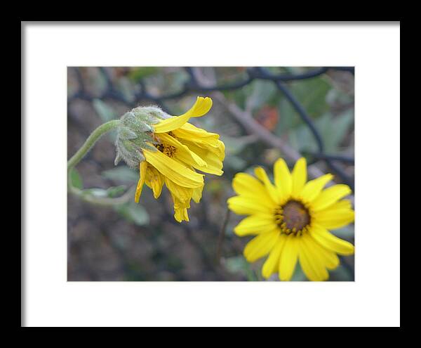  Framed Print featuring the photograph Daisies by Nora Boghossian
