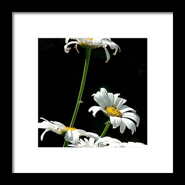 Daisy Framed Print featuring the photograph Daisies by Tanya Hamell