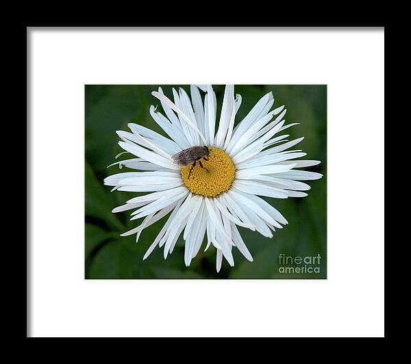 Flower Framed Print featuring the photograph Daisy and Bee by Margaret Sarah Pardy