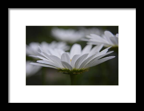 Daisies Framed Print featuring the photograph Daisy at Dusk by Forest Floor Photography
