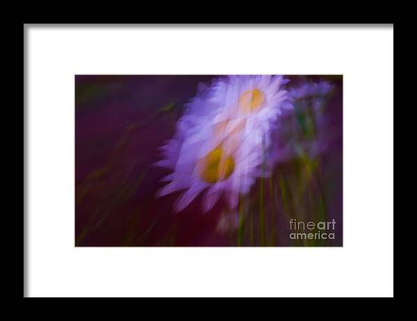 Adria Trail Framed Print featuring the photograph Daisy Dance by Adria Trail