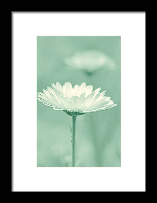 Daisy Framed Print featuring the photograph Daisy Flower in Pose Light Green by Jennie Marie Schell