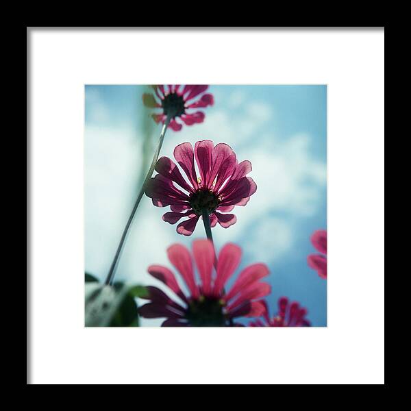 Taiwan Framed Print featuring the photograph Daisy Flower by Photo By Chiangkunta