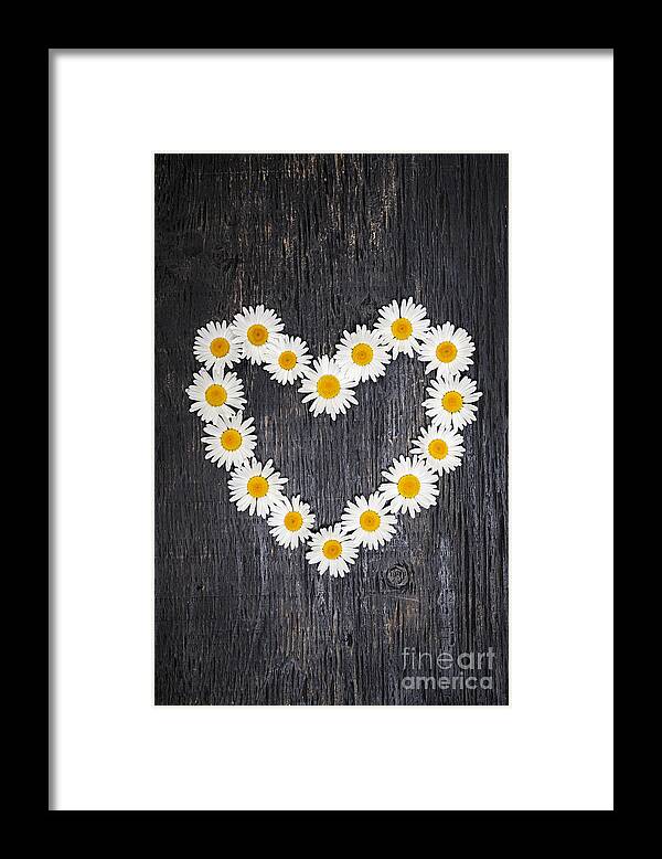 Daisy Framed Print featuring the photograph Daisy heart on dark wood by Elena Elisseeva