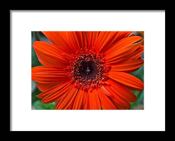 Daisy Framed Print featuring the photograph Daisy In Full Bloom by Frozen in Time Fine Art Photography