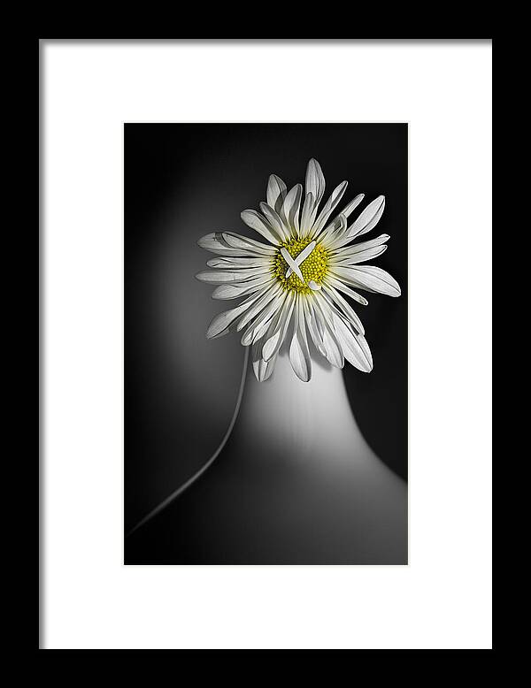 Flower Framed Print featuring the photograph Daisy Pom by Nancy Strahinic