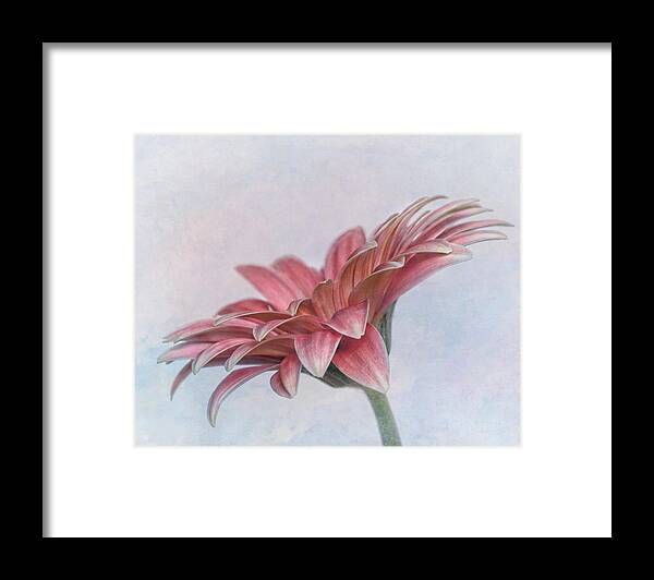Bloom Framed Print featuring the photograph Daisy Profile by David and Carol Kelly