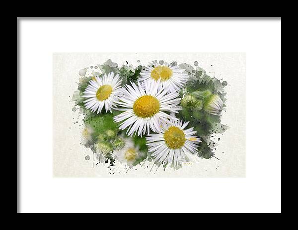 Daisy Framed Print featuring the mixed media Daisy Watercolor Flowers by Christina Rollo