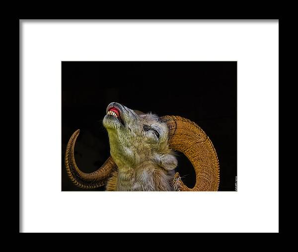 Sheep Framed Print featuring the photograph Dall Sheep by Ken Morris