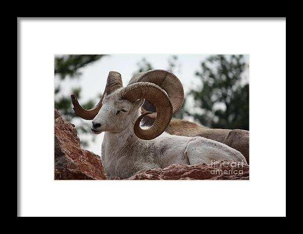 Dall Sheep Framed Print featuring the photograph Dall Sheep by Veronica Batterson