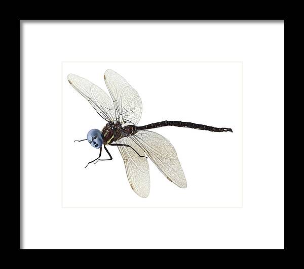 Surreal Framed Print featuring the photograph Damselfly by Jim Painter