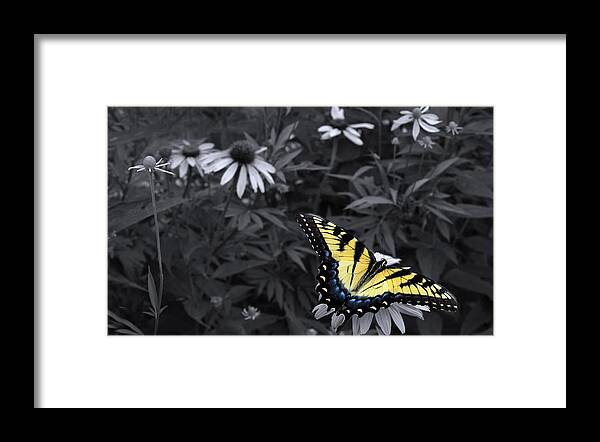 Butterfly Yellow Swallowtail Framed Print featuring the photograph Dance in the Garden by Don Spenner