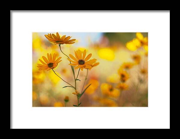 Wildflowers Framed Print featuring the photograph Dance by Joel Olives