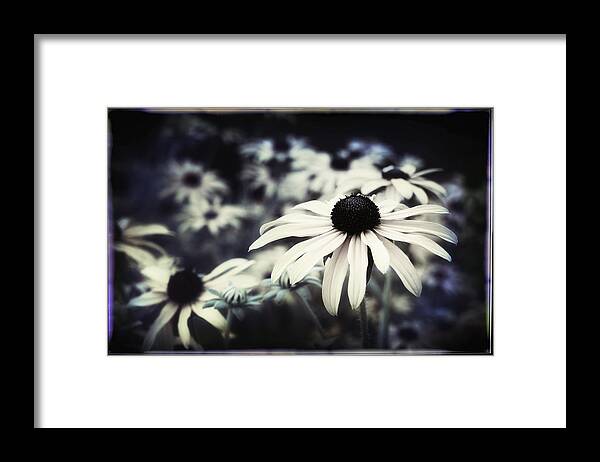 Floral Framed Print featuring the photograph Dance of the Daisies by Darlene Kwiatkowski