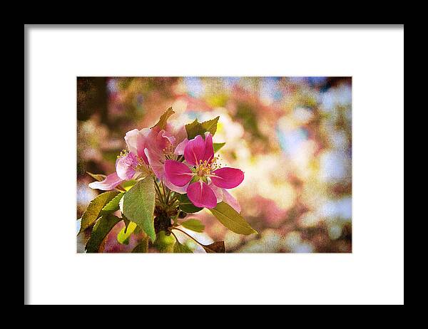 Pink Framed Print featuring the photograph Dancing colors by Milena Ilieva