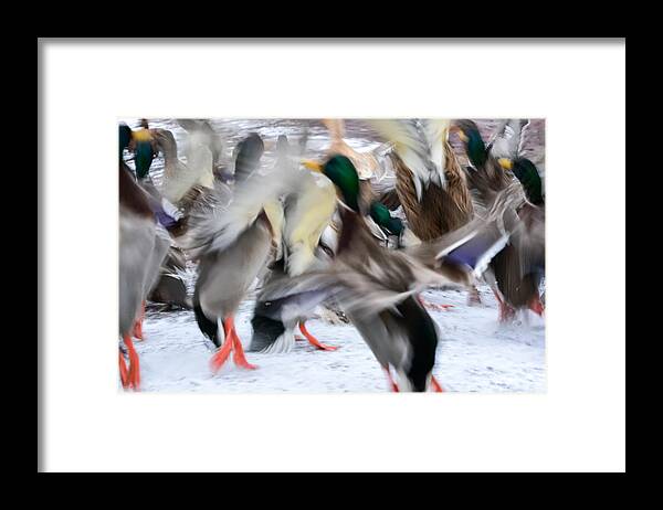 Mallards Framed Print featuring the photograph Dancing Ducks by Holden The Moment