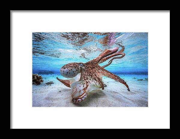 Octopus Framed Print featuring the photograph Dancing Octopus by Barathieu Gabriel
