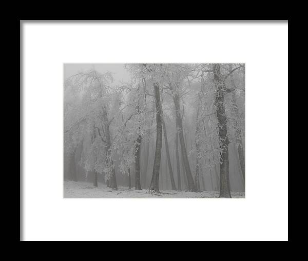Weather Framed Print featuring the photograph Dancing Trees by Diannah Lynch
