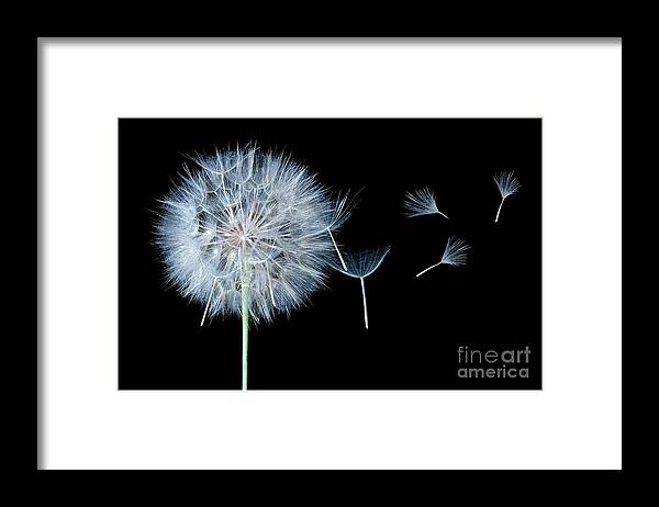 Dandelion Framed Print featuring the photograph Dandelion Dreaming by Cindy Singleton