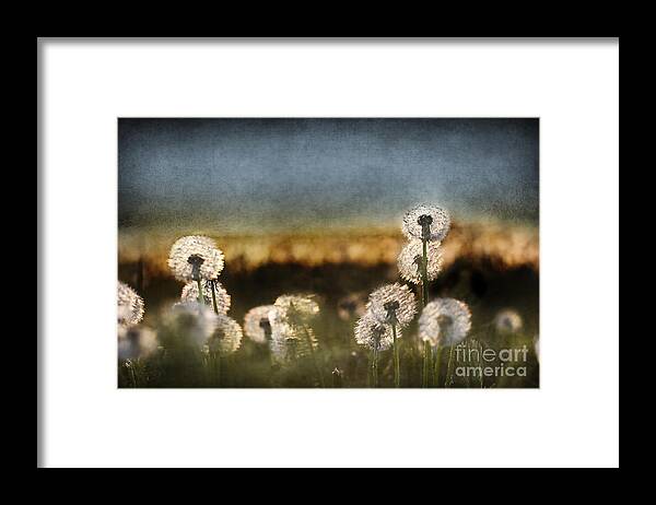 Dandelion Framed Print featuring the photograph Dandelion Dusk by Cindy Singleton