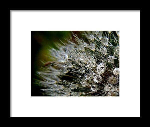 Dandelion Framed Print featuring the photograph Dandelion Jewels by Suzy Piatt