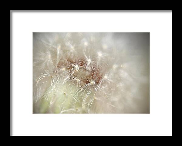Dandelion Framed Print featuring the photograph Dandelion by Kathy Williams-Walkup