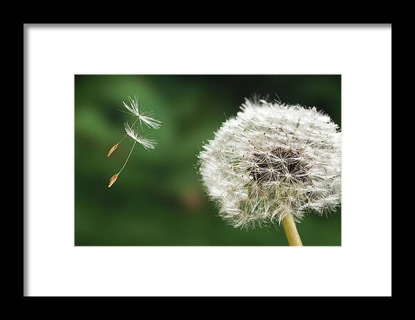534796 Framed Print featuring the photograph Dandelion Seed Being On The Wind Oregon by Michael Durham