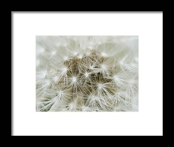 Abstract Framed Print featuring the photograph Dandelion texture by TouTouke A Y