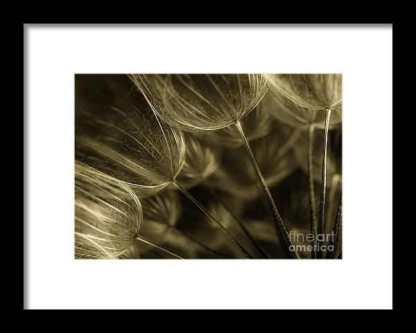 Macro Framed Print featuring the photograph Dandelions 22 by Iris Greenwell