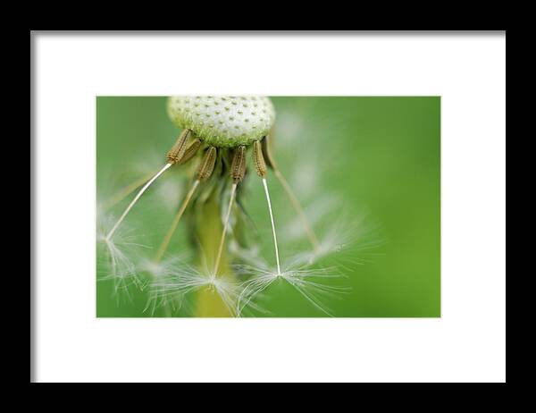 Flower Framed Print featuring the photograph Dandy Hold-overs by Arthur Fix