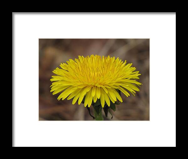 Dandelion Framed Print featuring the photograph Dandy Lion by MTBobbins Photography