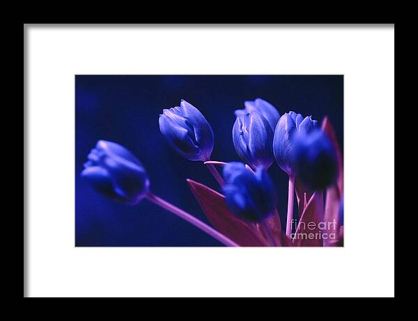Dark Blue Tulips Framed Print featuring the photograph Dark Blue Tulips by Silva Wischeropp