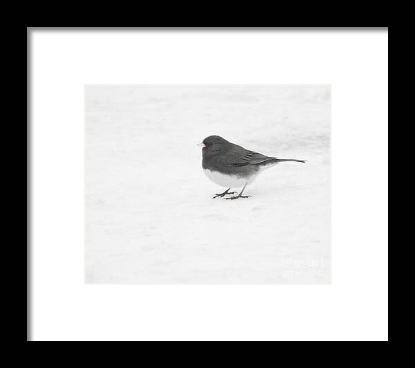 Christian Framed Print featuring the photograph Dark-Eyed Junco in Winter by Anita Oakley