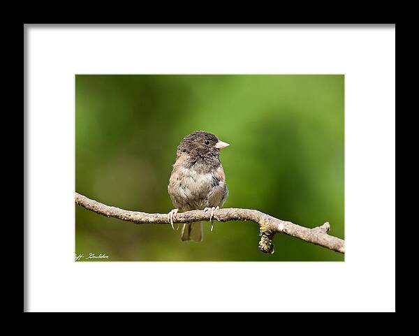 Animal Framed Print featuring the photograph Dark Eyed Junco by Jeff Goulden