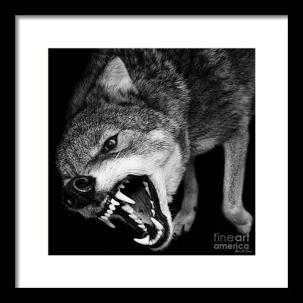 Coyote Framed Print featuring the photograph Dark Forest by Adam Olsen