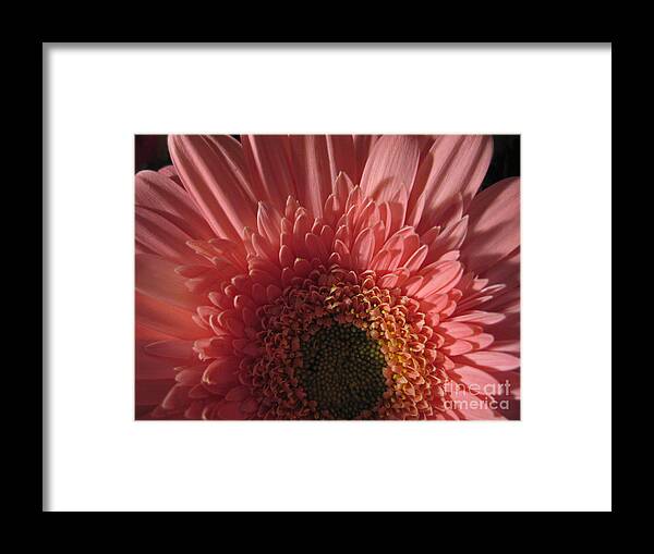 Flower Framed Print featuring the photograph Dark Radiance by Ann Horn