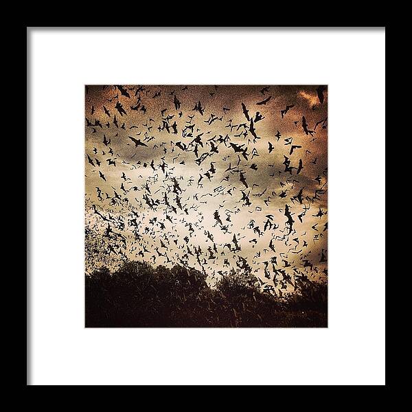 Nicklucey Framed Print featuring the photograph Dark #sky /// #bat #bats #sanantonio by Nick Lucey