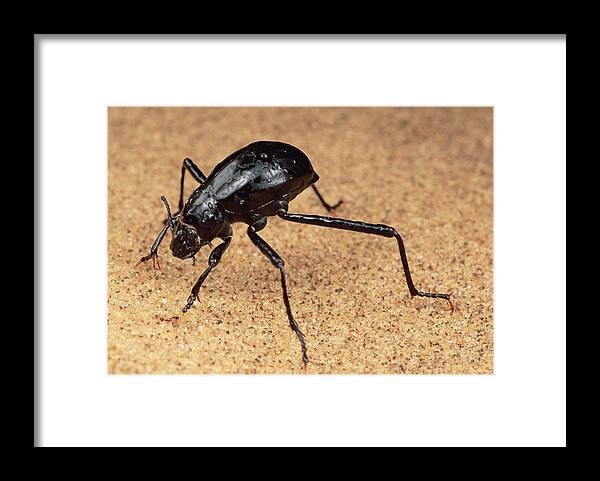 Feb0514 Framed Print featuring the photograph Darkling Beetle Bends Down To Drink Dew by Mark Moffett
