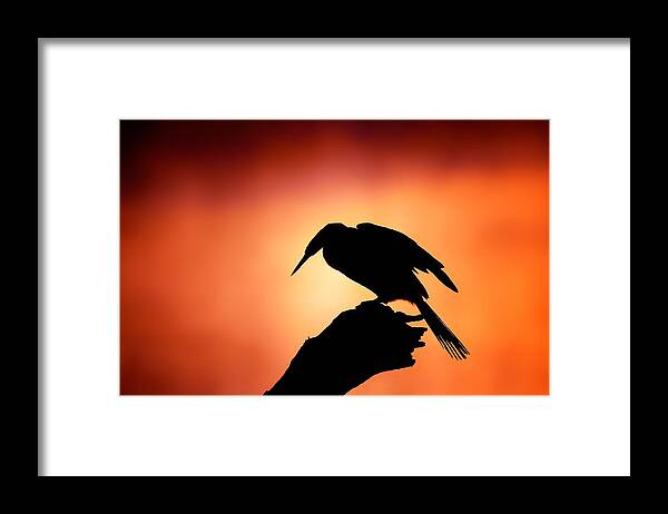 Darter Framed Print featuring the photograph Darter silhouette with misty sunrise by Johan Swanepoel