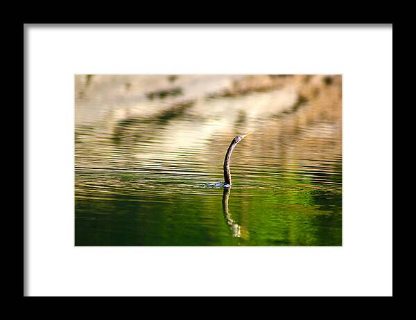 Neyyar Framed Print featuring the photograph Darter / Snakebird by Venugopala Prabhu S