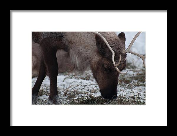 Reindeer Framed Print featuring the photograph Dasher by Bianca Nadeau