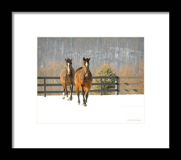 Horses Framed Print featuring the photograph Dashing through the Snow by Carol Lynn Coronios